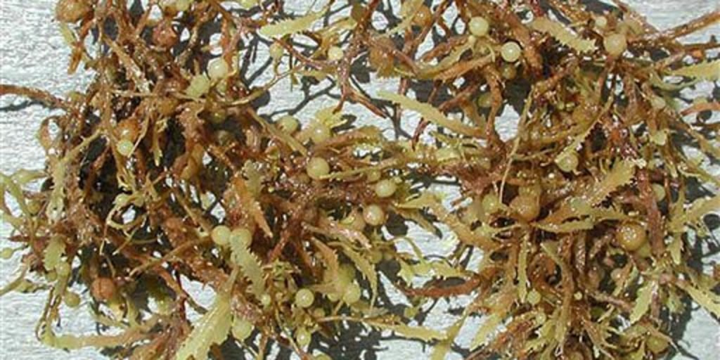 Sargassum edible deals